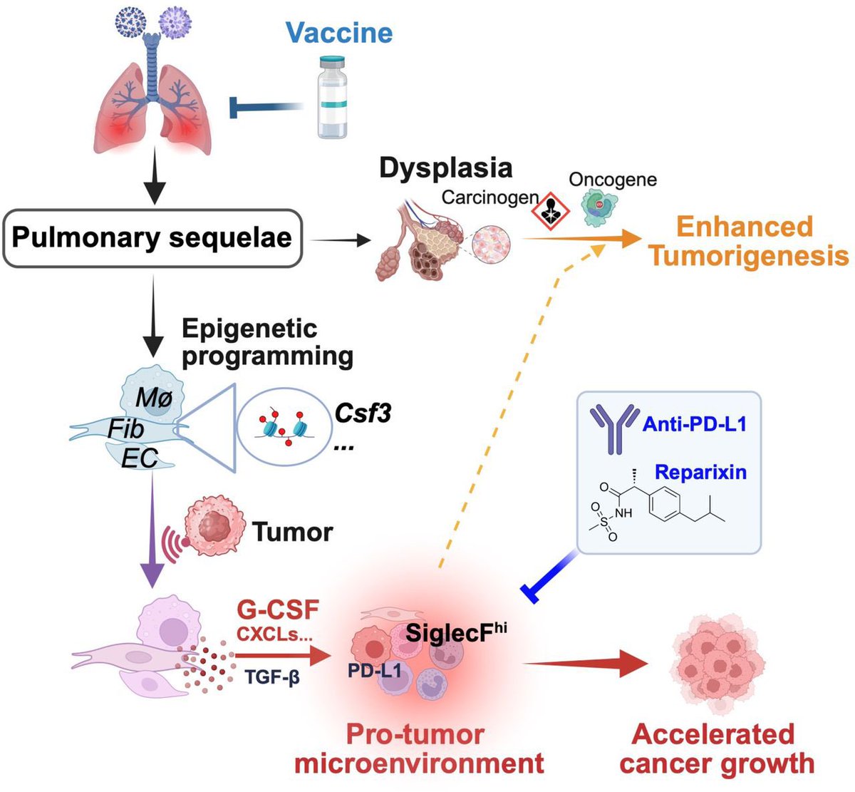 Analyzing over 44 million US medical records, University of Virginia researchers found that patients hospitalized with severe COVID infection had a 19% higher risk of developing lung cancer. 

These findings of SARS-CoV-2’s oncogenic potential adds to recent evidence that
