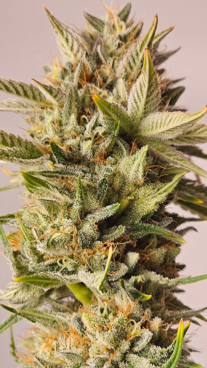 Oreoz – Cookies &amp; Cream × Secret Weapon (70 % Indica). Dense, resin-laden buds with frosty trichome coverage deliver top wash yields. Sweet chocolate-cookie aroma with nutty and earthy spice notes.
➡ [hwseeds.de]
#Oreoz #seedplant #HWSeeds