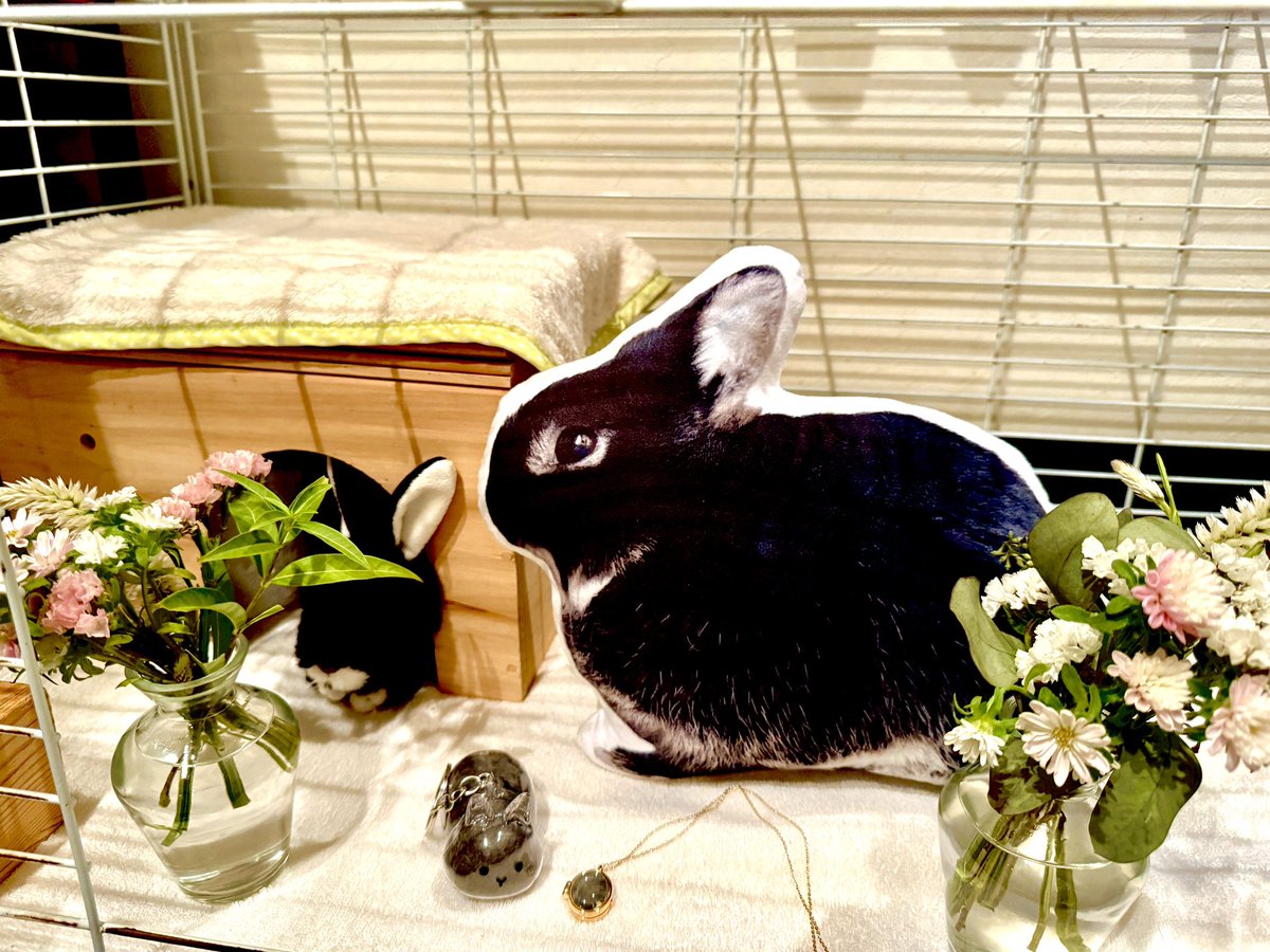 くろうさぎ ふわ (@kurousagi_fuwa) / Posts / X