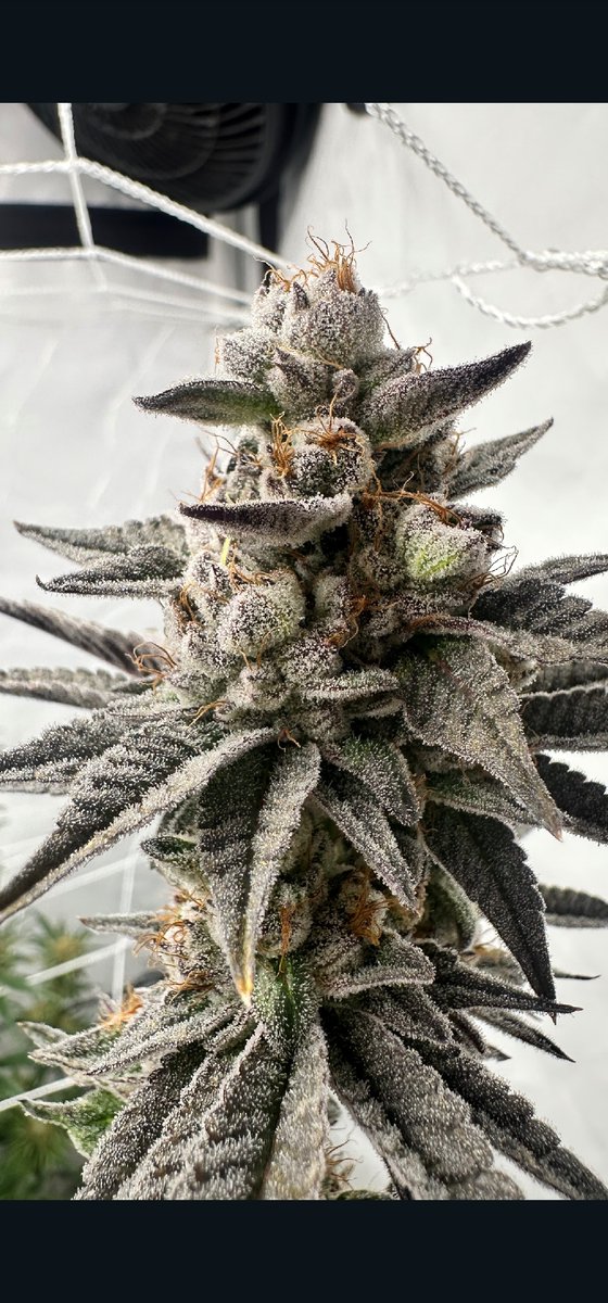 Pineapple Sherbet 
Resin-rich, trichome-frosted buds with standout wash yields. Bright pineapple-citrus flavor and uplifting focus—made for elite extractions.
➡ [hwseeds.de]
#PineappleSherbet #seedplant #HWSeeds