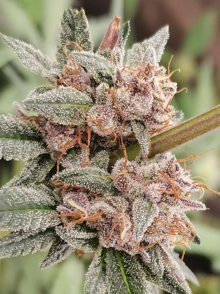 Tropic Valley Berry 
Dense, resin-rich buds with frosty trichomes and solid wash yields. Juicy berry aroma with subtle skunk and sweet tropical notes—made for exceptional extractions.
➡ [hwseeds.de]
#TropicValleyBerry #seedplant #HWSeeds