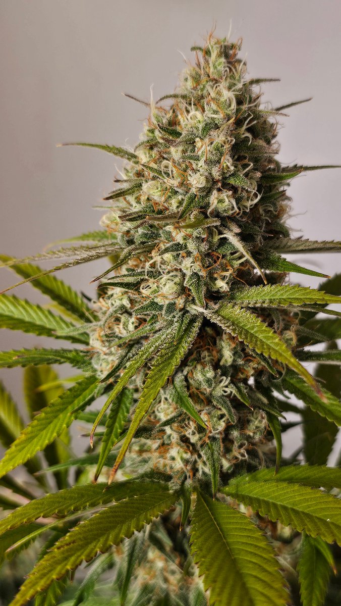 Watermelon 
Dense, resin-soaked buds with frosty trichome frost and impressive wash yields. Sweet watermelon aroma with tropical-berry and hashy undertones—engineered for elite extractions.
➡ [hwseeds.de]
#Watermelon #seedplant #HWSeeds