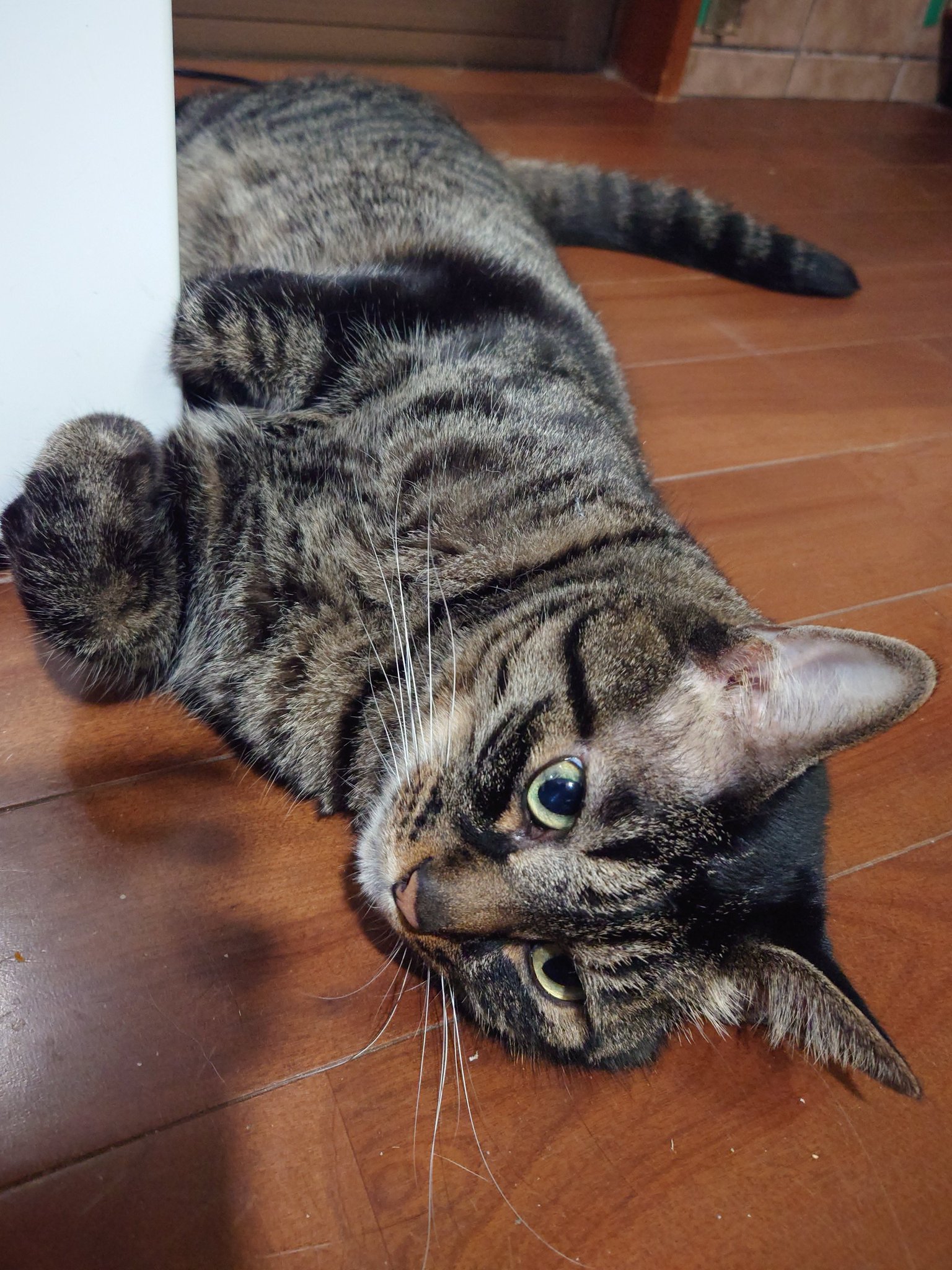 ねこ エアドッグネコ 🐈 チッチが乗っても、空気正常数値
