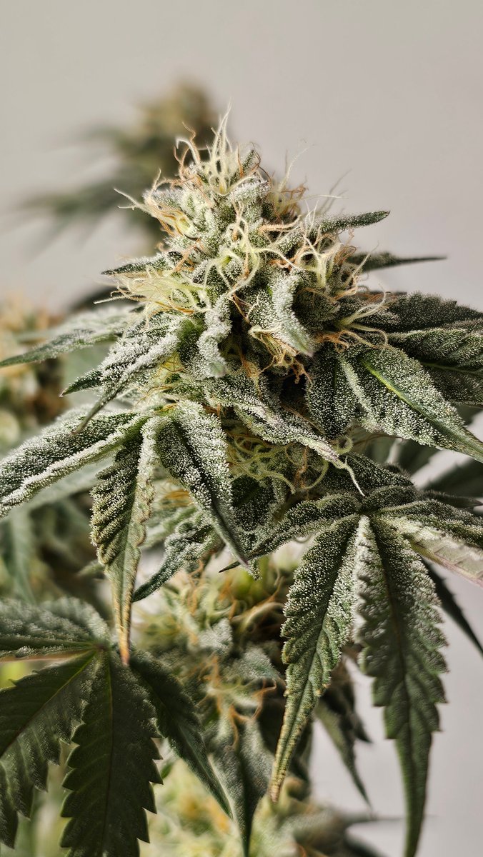 ZerealZ 
Dense, resin-laden buds with frosty trichomes and standout wash yields (solventless hash up to ~3 %). Sour-fuel aroma with fruity-creamy accents—crafted for elite extractions.
➡ [hwseeds.de]
#ZerealZ #seedplant #HWSeeds