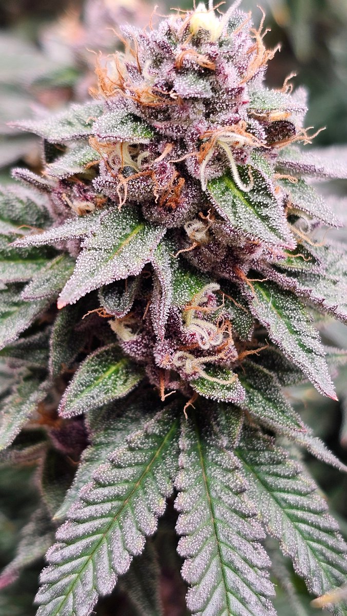 American Z Pie 
Resin-heavy buds with frosty trichomes and solid wash yields. Sweet berry-grape aroma with tropical-citrus accents—engineered for elite extractions.
➡ [hwseeds.de]
#AmericanZPie #seedplant #HWSeeds