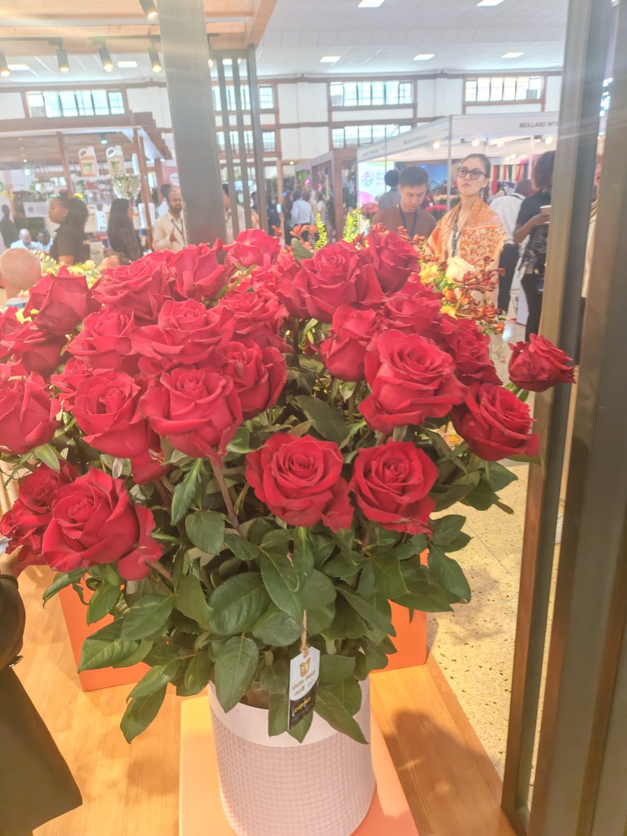 Roses built East Africa’s flower empire. But today, the fields are blooming with new challengers, lisianthus, carnations, gypsophila &amp; more. The future of floriculture is diversity.
Read more: floriculture.co.ke/senthil-kumara…