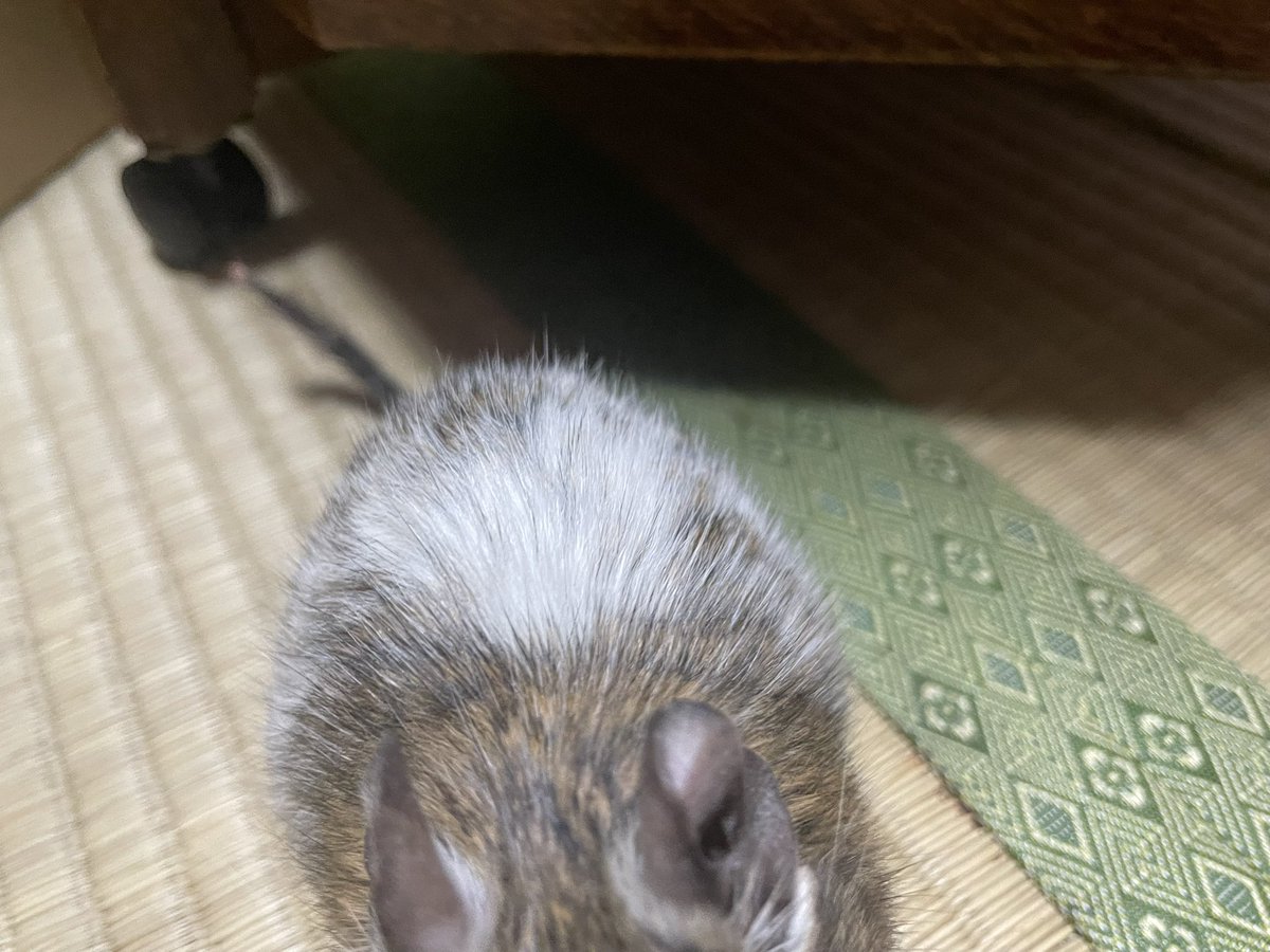 Degu_tegutegu's tweet photo. 毎回近づきすぎて見切れる子。

💩を毎回端に避けてたら、ﾃｸﾞﾃｸﾞは「💩おしっこはフローリングで」を覚えた。賢い。
（💩は我慢できない時ある）

#デグー
#ﾃｸﾞﾃｸﾞ https://t.co/vVu0QTFO6b