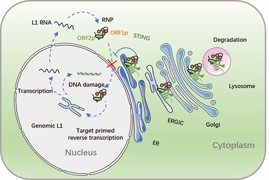 Mobile DNA tweet media