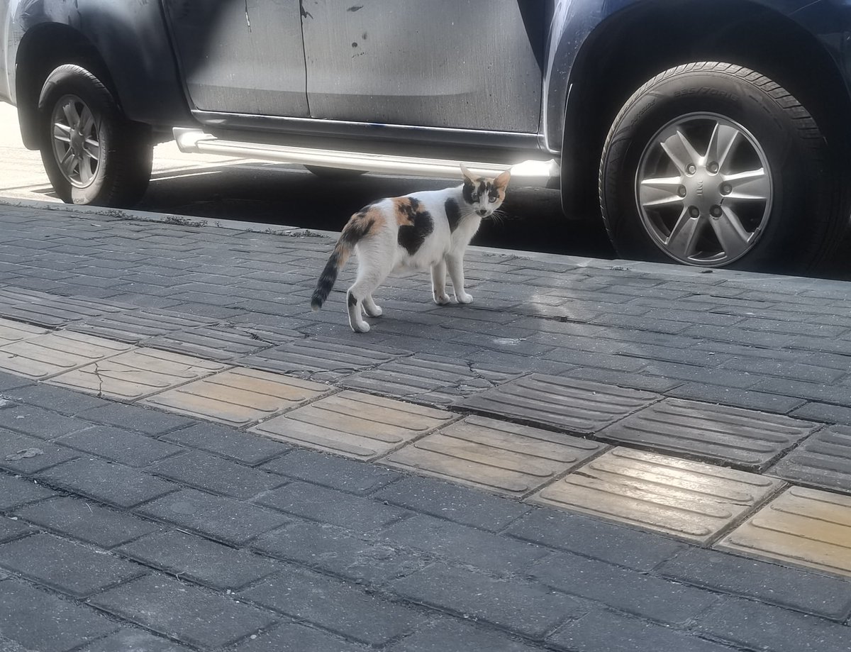 咪🐱：人，刚才是你在说话吗？