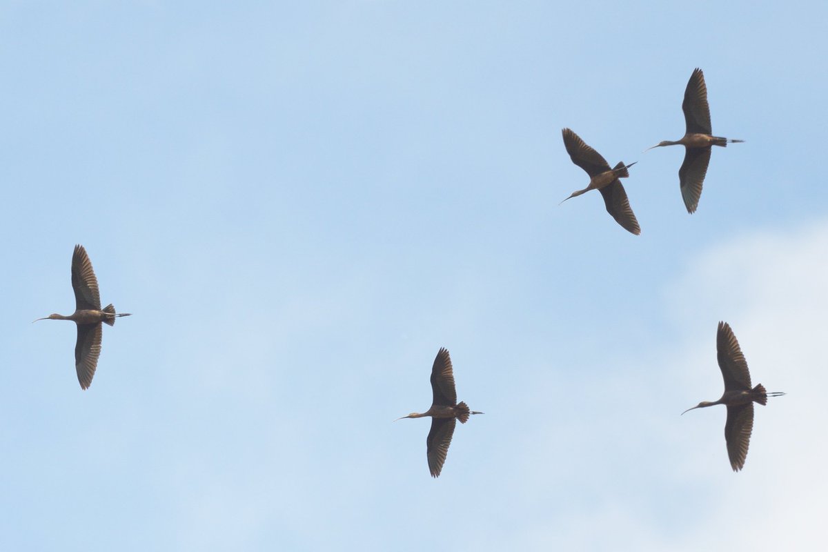 Part of the 19 touring Glossy Ibis that flew over whilst having lunch at the excellent Southwold Pitstop Cafe earlier this afternoon.