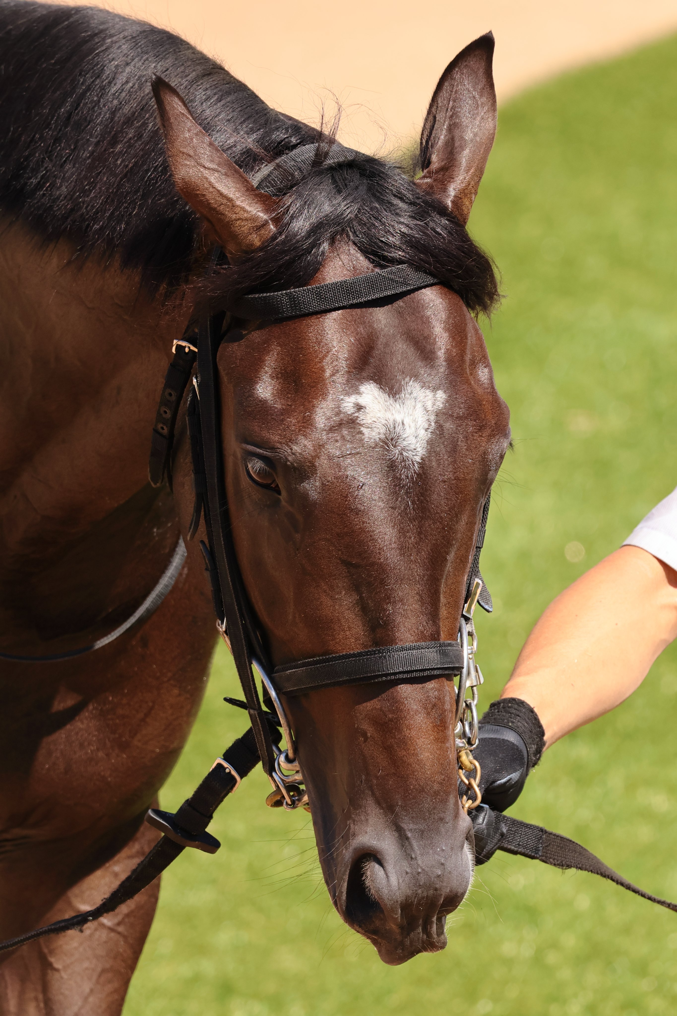 おみみᐢᐢ on X: 