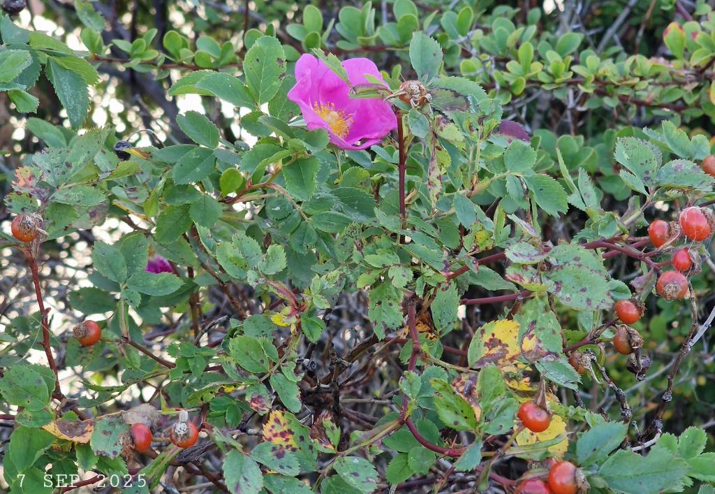 IDadzkov's tweet photo. Sweet briar. Äppelros.  Шиповник душистый. Шыпшына духмяная.
#nature #ripening #flowers #fruits #SweetBriar #hips #äppelros #nyponen #RipeningPhoto #FlowersPhoto #FruitsPhoto https://t.co/XCkJu6wPTK