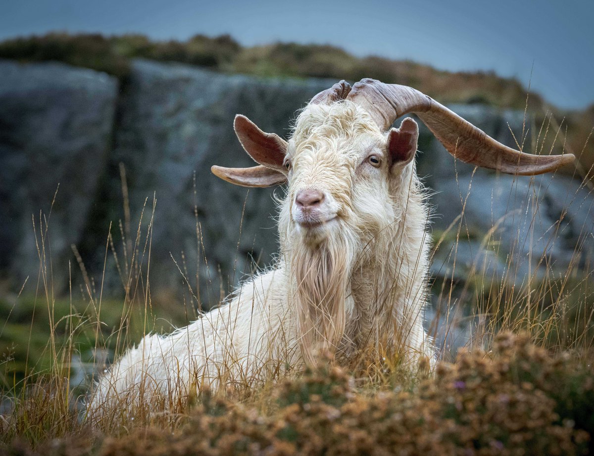Archwiliwch Ogledd Cymru gyda Mynydd Gafr
You read that correct, our goats travel far an wide, experience North Wales from Manchester, Liverpool and Chester - Full Day Tours available from all 3 cities.
mountain-goat.com/North-Wales
