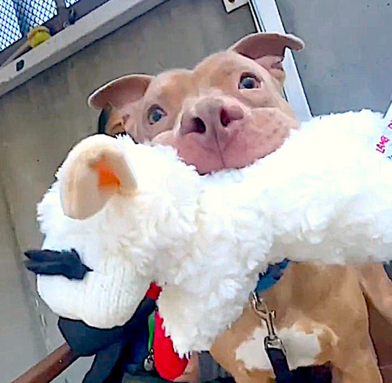 NMBewitched's tweet image. Hey #NYC 
Did you lose your dog?
Our beloved Cody was found stray 

#Adopted from Kill List 4/2024 
You will remember him for always carrying a stuffie but it was his lambie that made him viral 

On 3 Day Stray Hold 
I do not have to tell how crushed we all are by him being back…