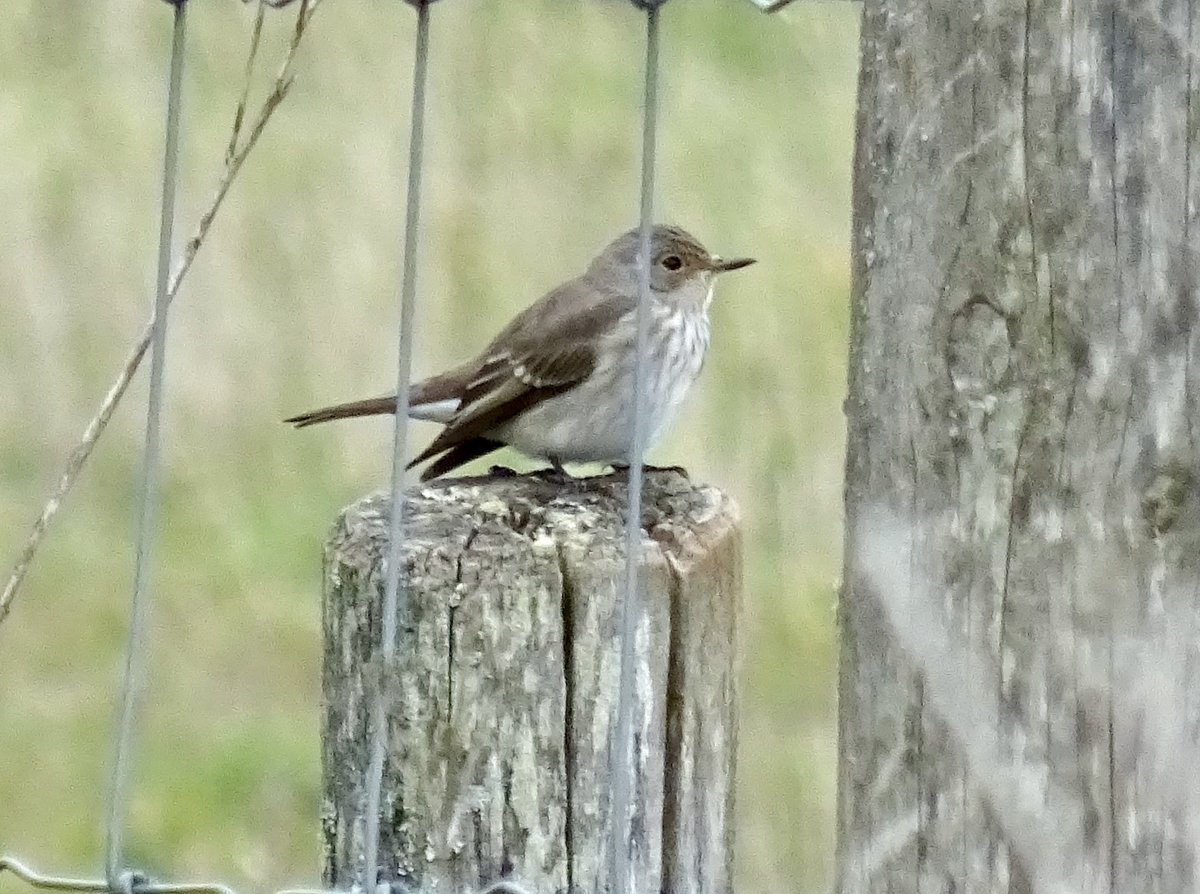 Redstarts and Spotted Flycatchers a plenty at <a href="/RSPBPulborough/">RSPB Pulborough Brooks</a> today, plus a Whinchat <a href="/SussexBirding/">Sussex Birding</a> <a href="/rspb/">rspb</a> <a href="/BirdGuides/">BirdGuides</a> <a href="/_BTO/">BTO</a> @bbcspringwatch <a href="/Britnatureguide/">The British Nature Guide</a> #TwitterNatureCommunity