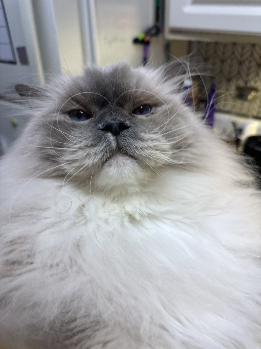 His whisker curl to make a heart 😭❤️❤️❤️ #CatsOfTwitter