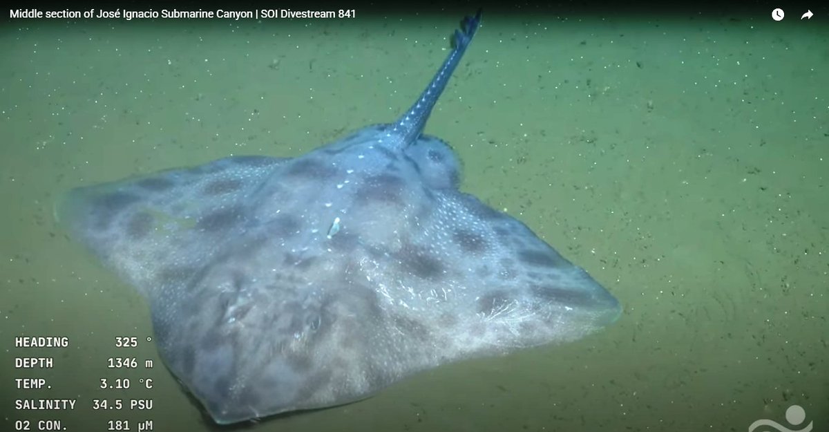 karumbeuy's tweet photo. A 1400 metros de profundidad en aguas uruguayas. La Raya de hondura (Amblyraja frerichsi) es una especie de pez cartilaginoso de la familia de los Rajidae. Su dieta se compone en pequeños invertebrados bentónicos, mientras que los adultos son generalmente piscívoros. https://t.co/EQl6q6rkpo