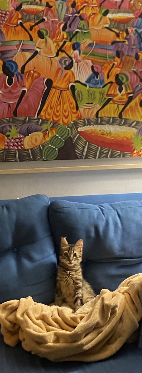 pamelubecker's tweet photo. @twaniimals Tirica Surubí Becker https://t.co/J0LnAvRurq
