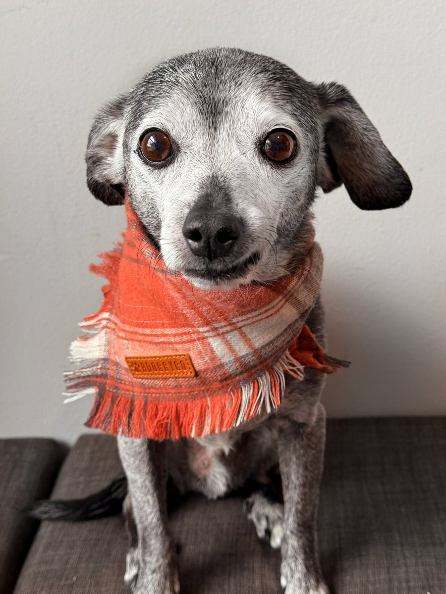fulcandles's tweet photo. am ready for this fall everyone is talking about. hoping this means more snacks fall to the floor. https://t.co/LUa1LCeD2y