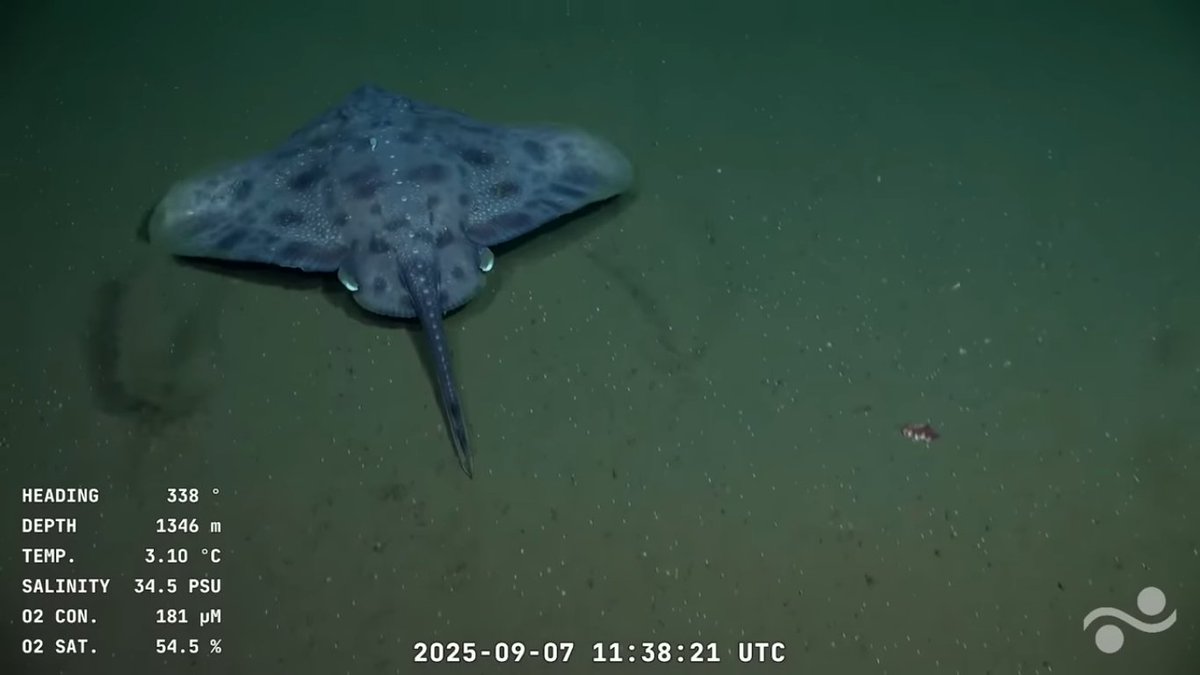 karumbeuy's tweet photo. A 1400 metros de profundidad en aguas uruguayas. La Raya de hondura (Amblyraja frerichsi) es una especie de pez cartilaginoso de la familia de los Rajidae. Su dieta se compone en pequeños invertebrados bentónicos, mientras que los adultos son generalmente piscívoros. https://t.co/EQl6q6rkpo