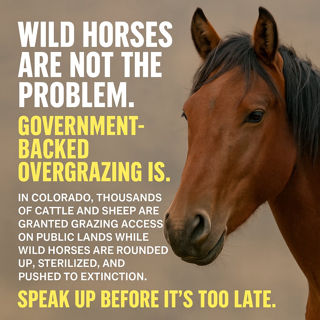 VFTAFoundation's tweet image. Colorado lets 10,000+ cattle graze where only 235 wild horses are “allowed.” This isn’t conservation—it’s corporate land abuse. Wild horses are being sterilized and managed into extinction to serve industry profits. Outrageous. #SaveWildHorses Read more: enewspaper.denverpost.com/infinity/artic…
