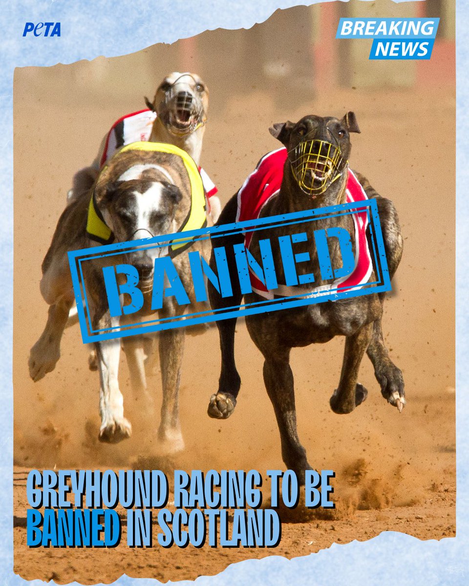 PETAUK's tweet photo. 🚨 BREAKING: Scotland is set to ban greyhound racing.
Wales has already made the same commitment.
When will the rest of the UK catch up and end this blood sport? https://t.co/ju4RmV0WTK