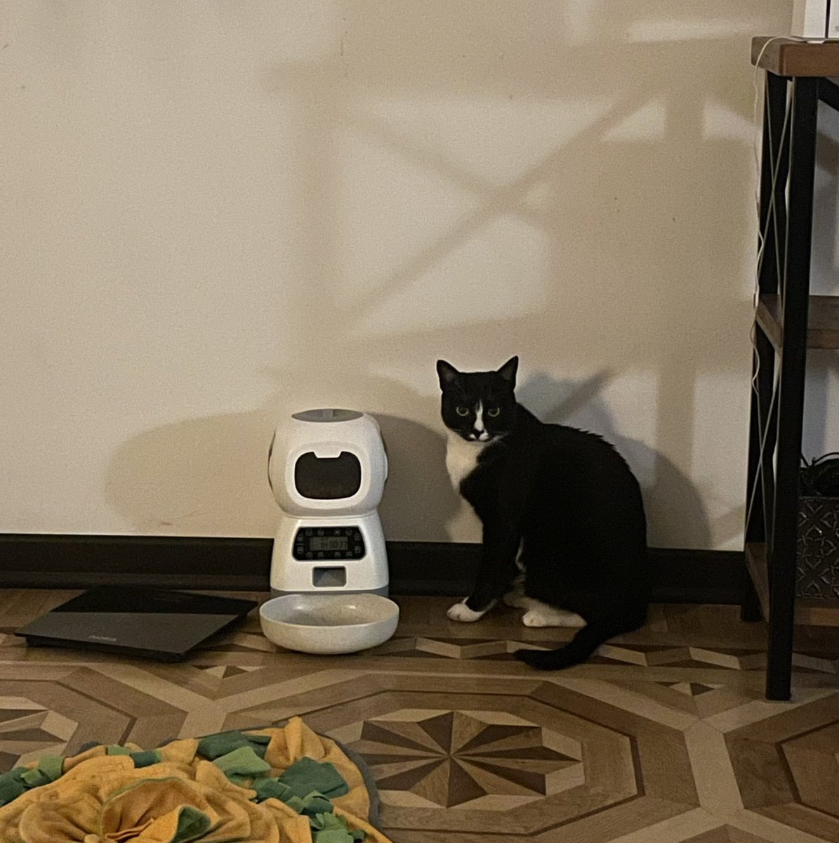 Это наш кот сидит у кормушки и ждет, когда насыпется еда, будто он сиротка, который никогда не кушал.