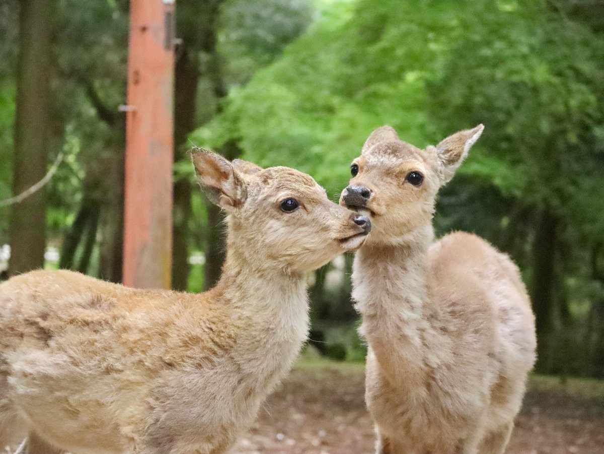 仲良しコンビ