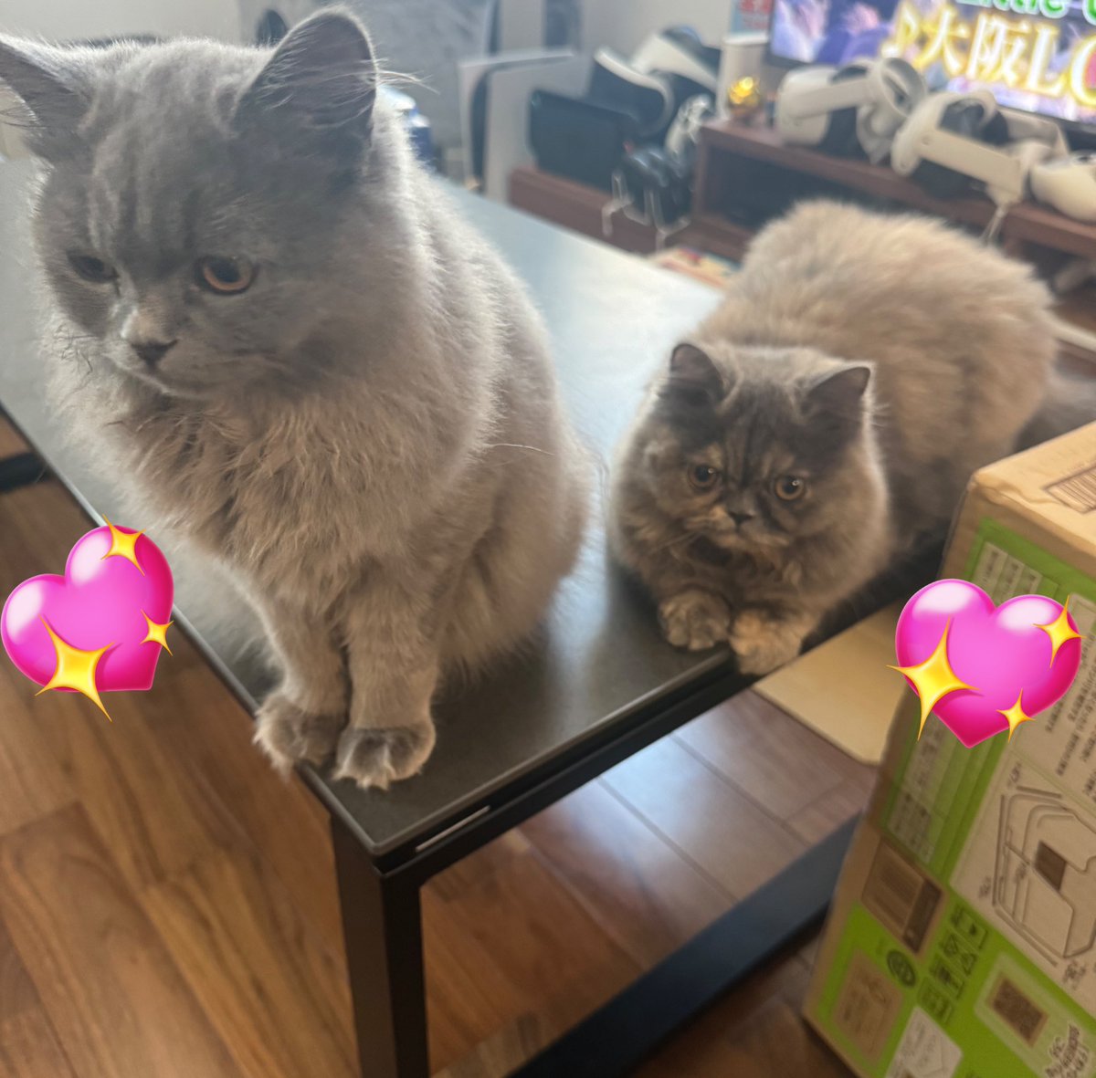 ChAnM1_i0's tweet image. 猫好き🐱♡ラガマフィン可愛すぎるᐡ⸝⸝&amp;gt;  ̫ &amp;lt;⸝⸝ᐡ
#猫のいる生活