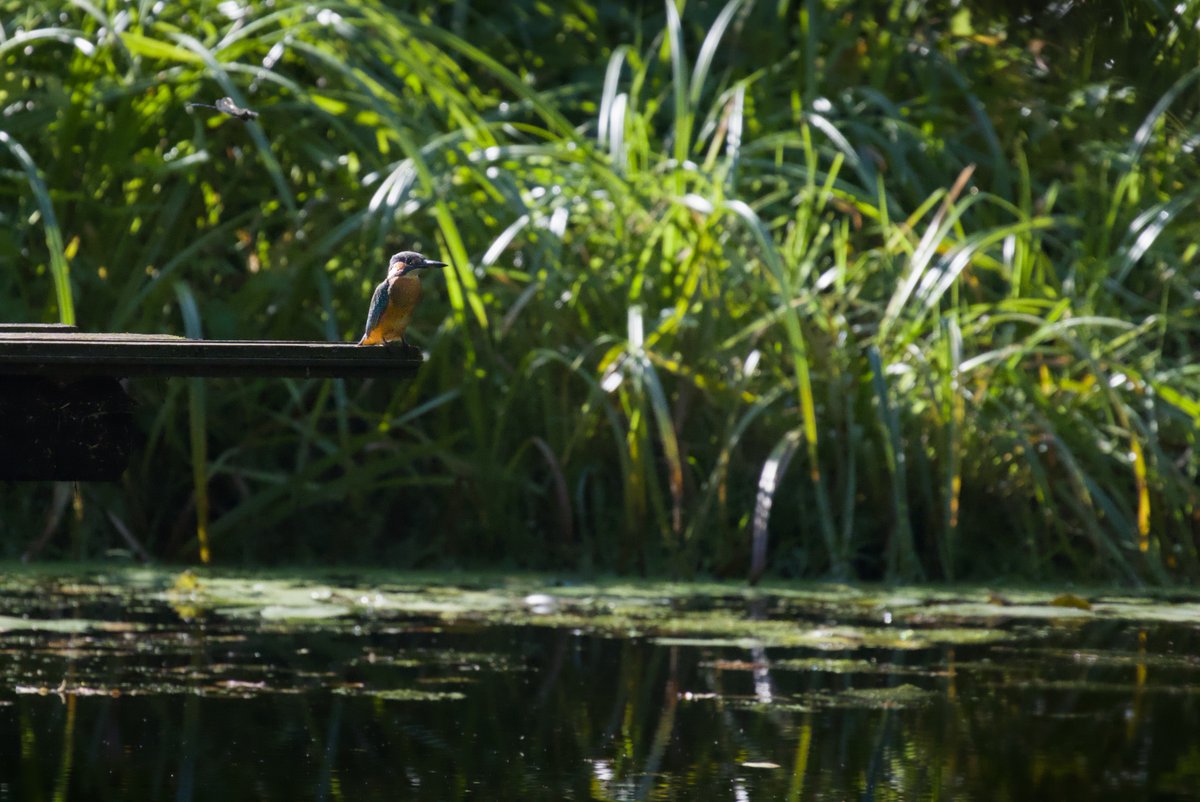 Zivju dzenītis #Alcedoatthis pie Mārupītes Bieriņos 8.09.2025.