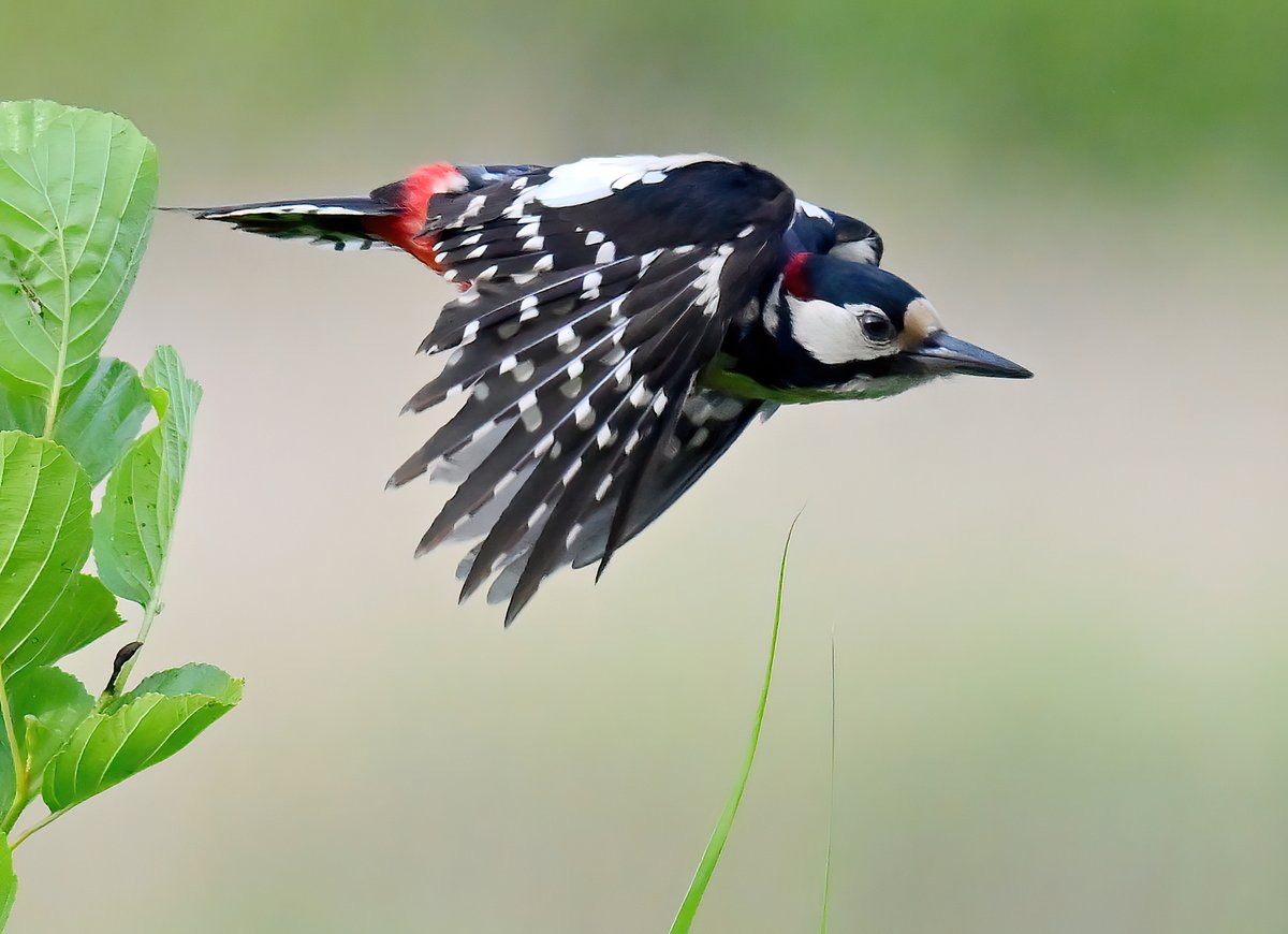 Great Spotted Woodpecker on the move! 😀🐦