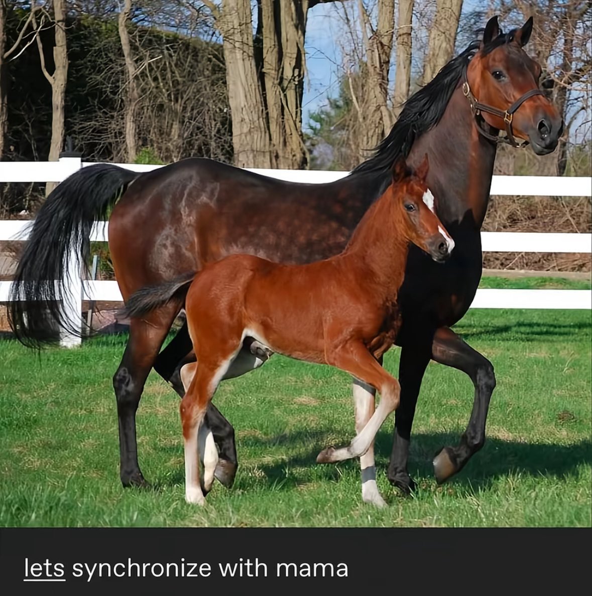 horse (@horseimage) on Twitter photo 