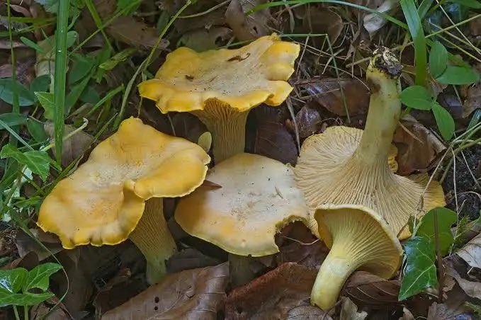 Вы, наверное, думаете, что я закончил свой отпуск. Нет, прогулки и купание, я временно променял на хождение по лесистым холмам, заодно тренирую колени и собираю грибы. Сегодня нашел новый для себя вид- лисички бледные (палёные) Cantharellus pallens. Они съедобные!