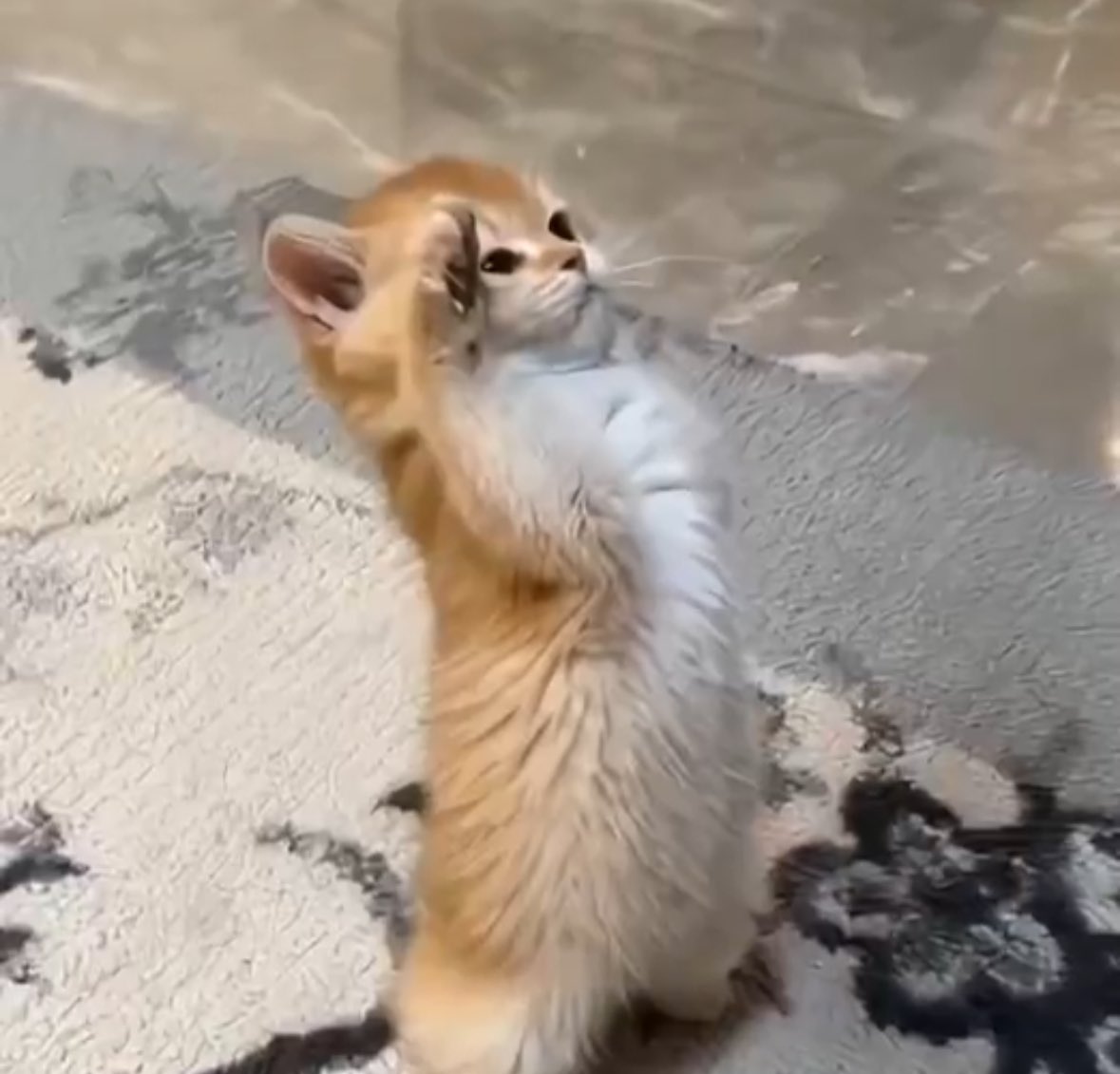 literallymecats's tweet image. When she tells me to shut up and listen