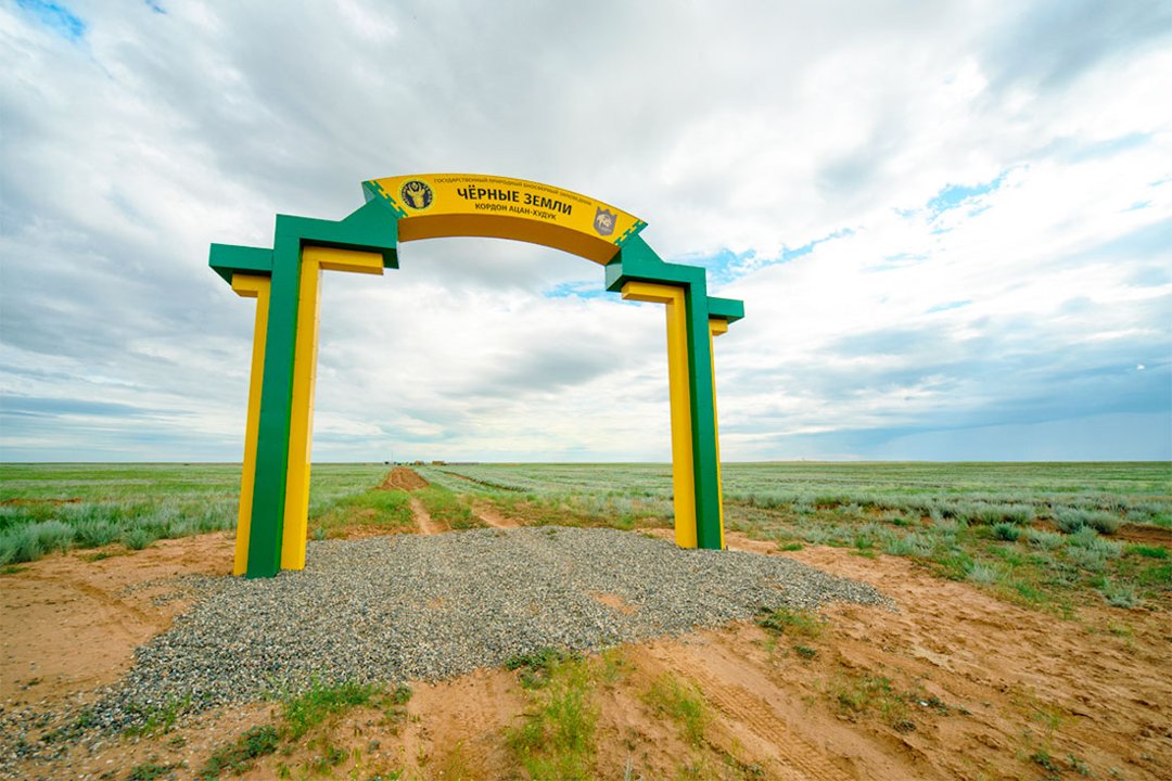 🌍 The "Black Lands" Nature Reserve in #Kalmykia got its name because snow rarely fell here, leaving the earth dark most of the year. Today it’s a sanctuary for the endangered saiga antelope, once nearly wiped out by poaching but now slowly recovering.
Steppe, desert, tulips,