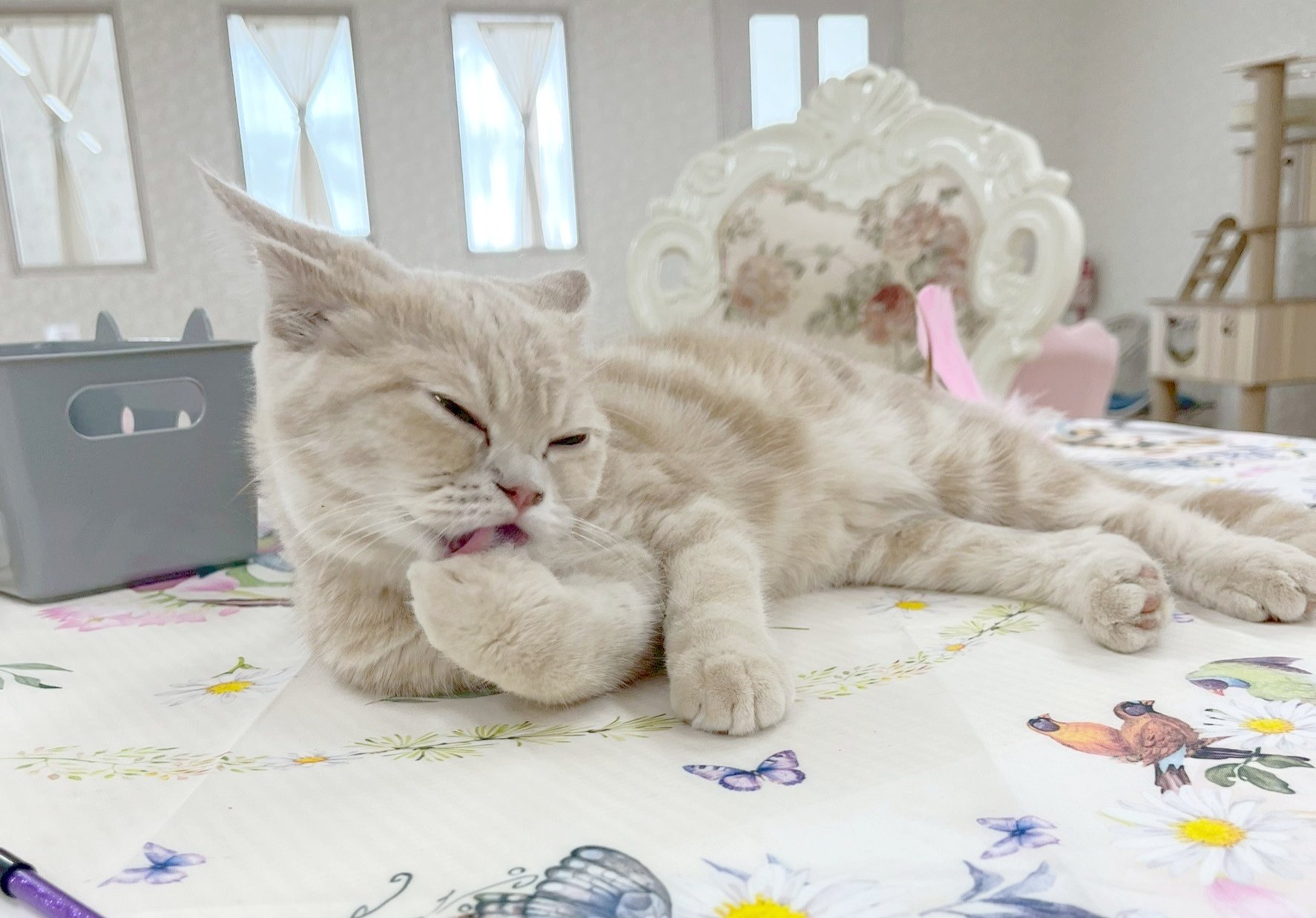 カフェねこ❷ 保護猫カフェ ねこ🐾ネコ | くろ 受付に座ったら、目の前にくろ