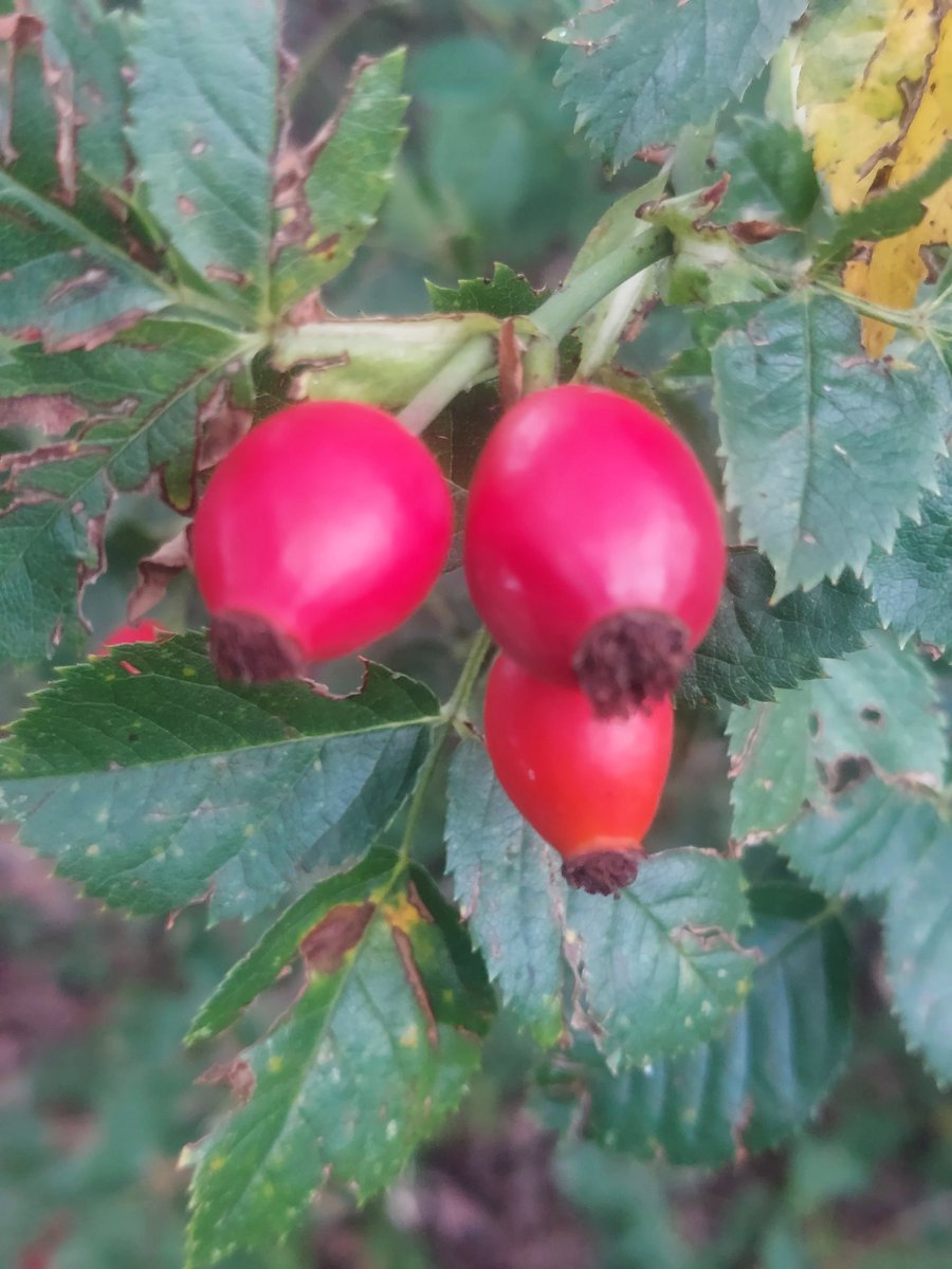 Maria Lea tweet media