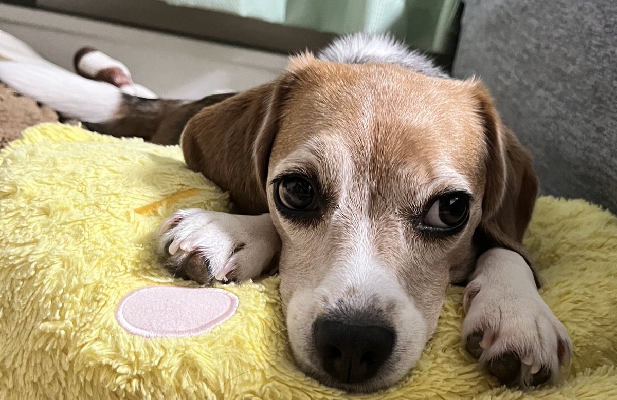 Beagleume15's tweet photo. なにかごよう？
#ビーグル　#beagle 
#ビーグルうめちゃん https://t.co/hdUpn0NrRW