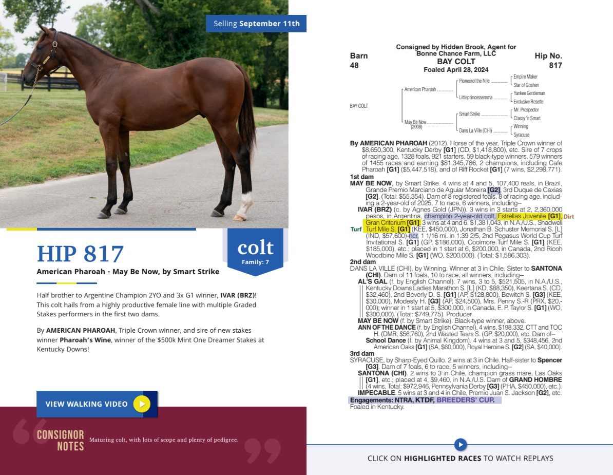 ✨Book 2 Highlight✨Now showing at the <a href="/HiddenBrookKy/">Hidden Brook Farm</a> consignment in Barn 48, #BonneChanceBred Hip 817 a colt by American Pharoah out of May Be Now (Smart Strike) making him the 1/2 brother to 3x G1 winner, IVAR! #InvestInSuccess