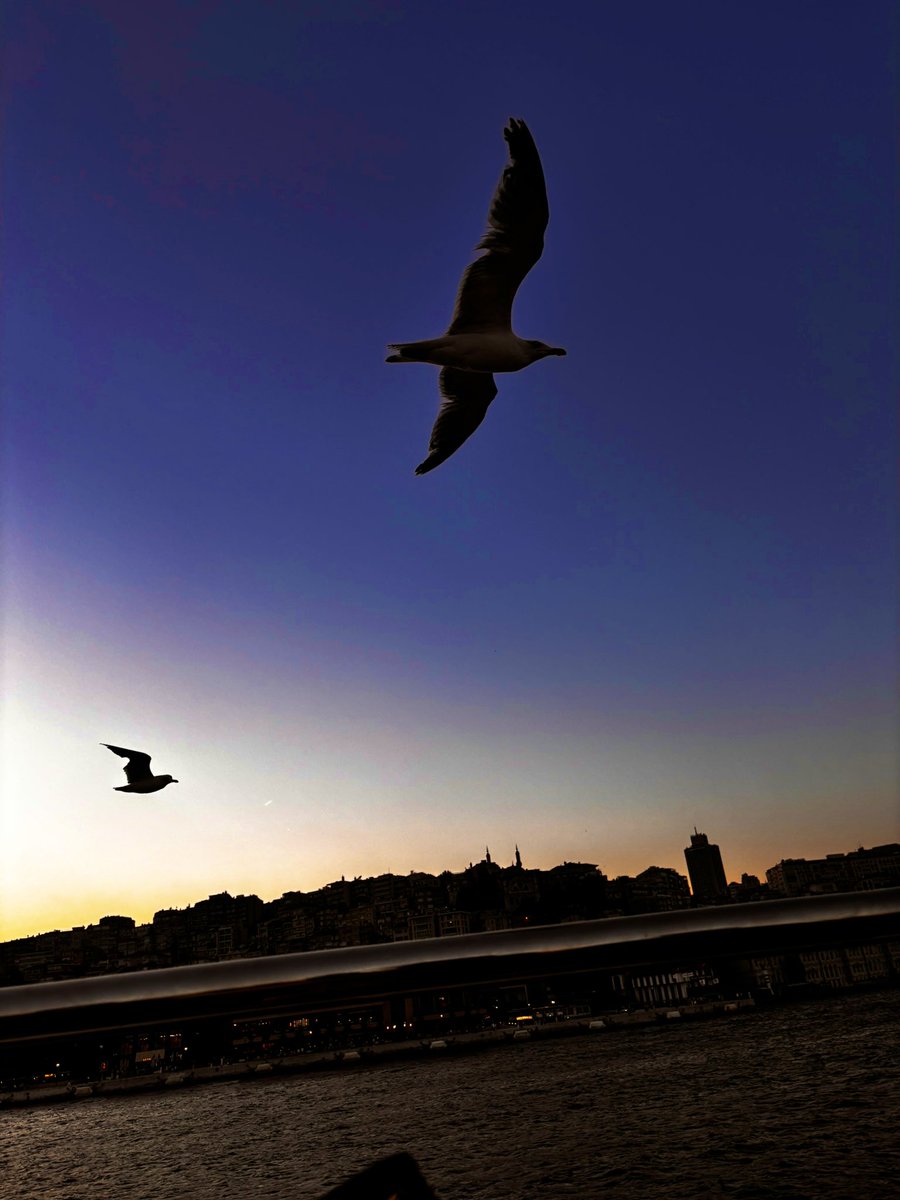 #hayırlıakşamlar dostlar ☺️🌹
“kuşlara da fazla imrenme, uçmanın da  çoğu çırpınmak” dedi meczup😏
#pazartesi