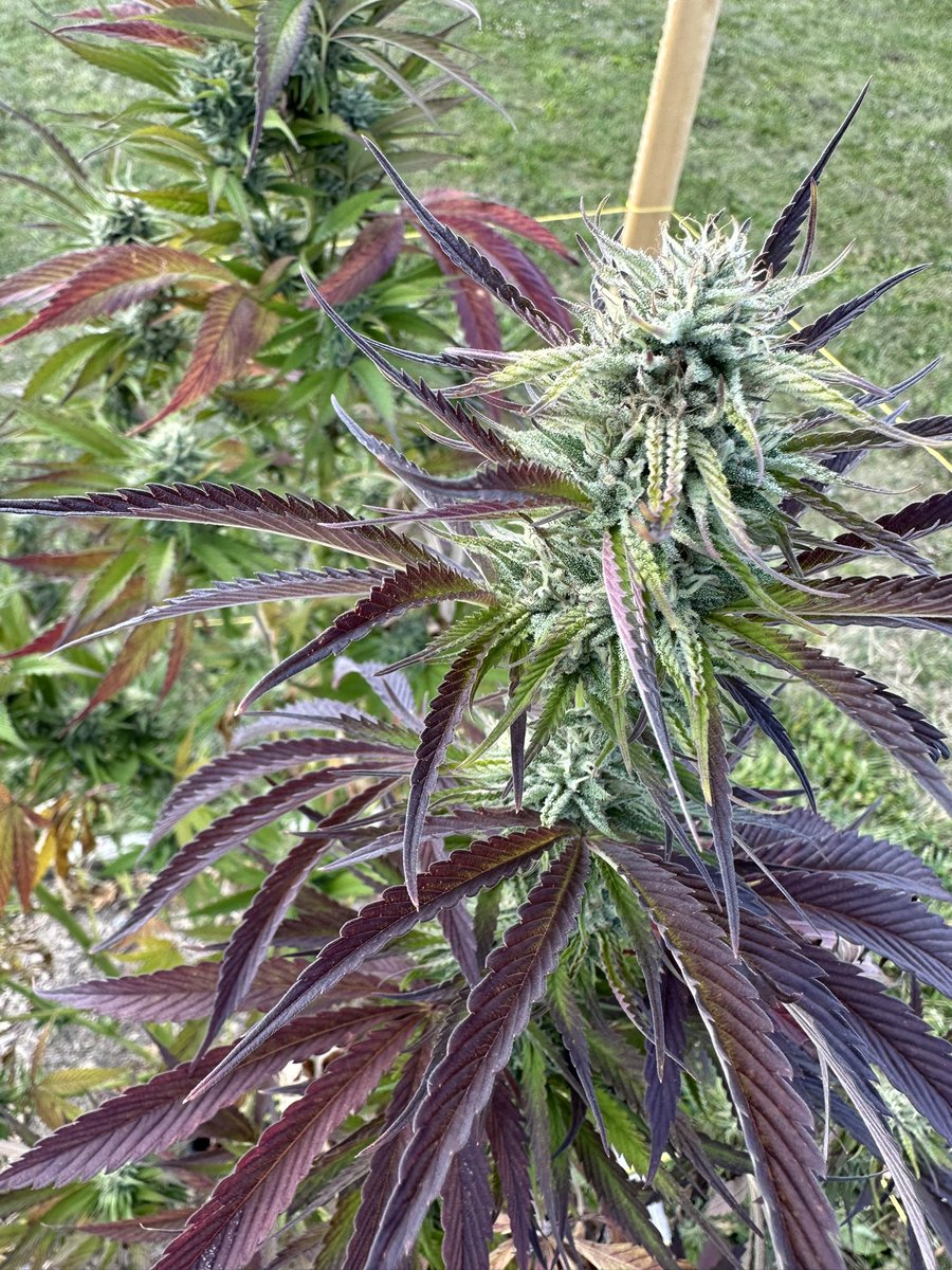 Blunt Force Daily tweet media