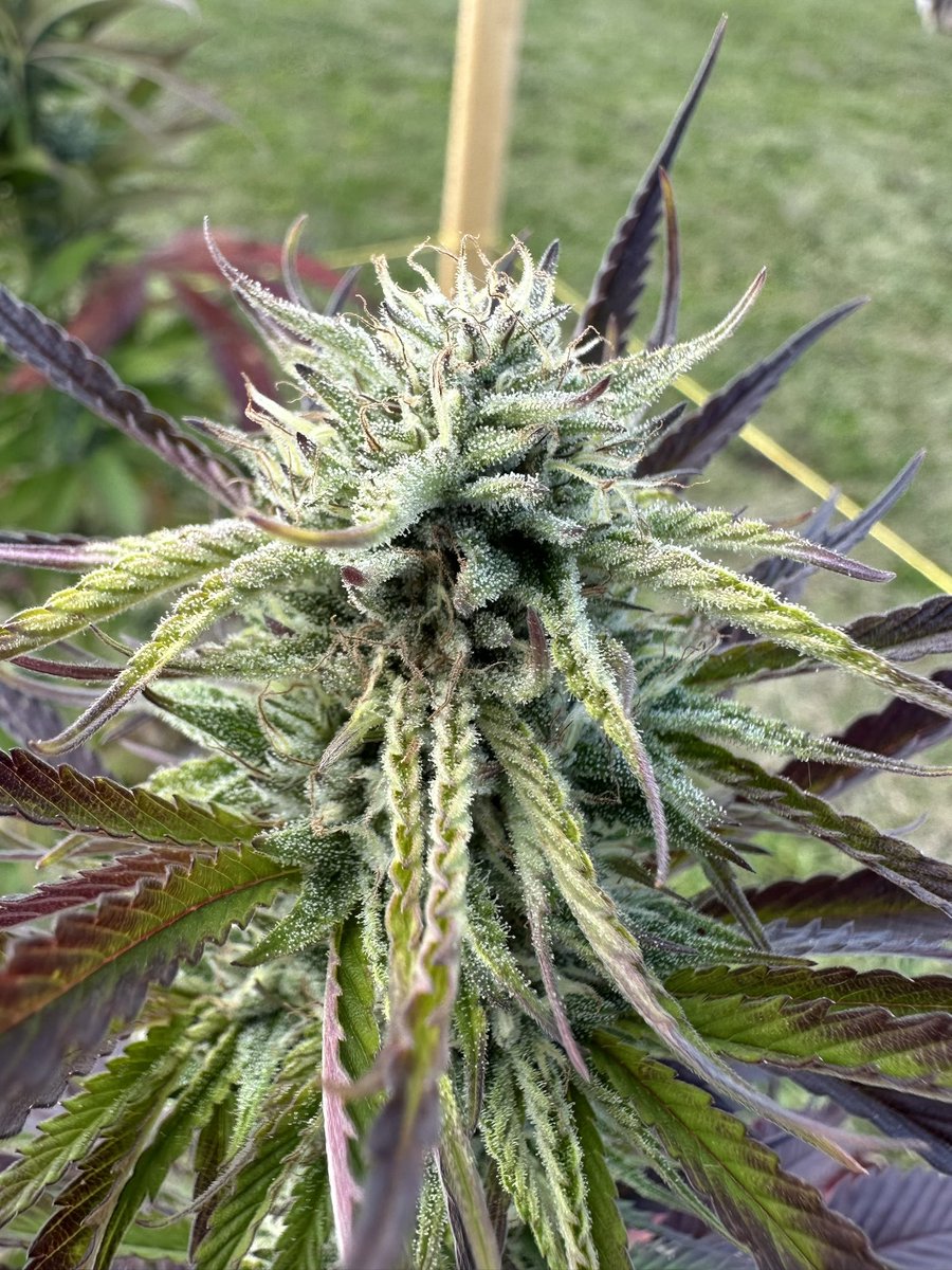 Blunt Force Daily tweet media