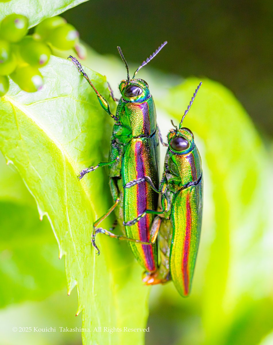 ヤマトタマムシ 森の宝石 個体23匹 @midorinomoriMus's video Tweet