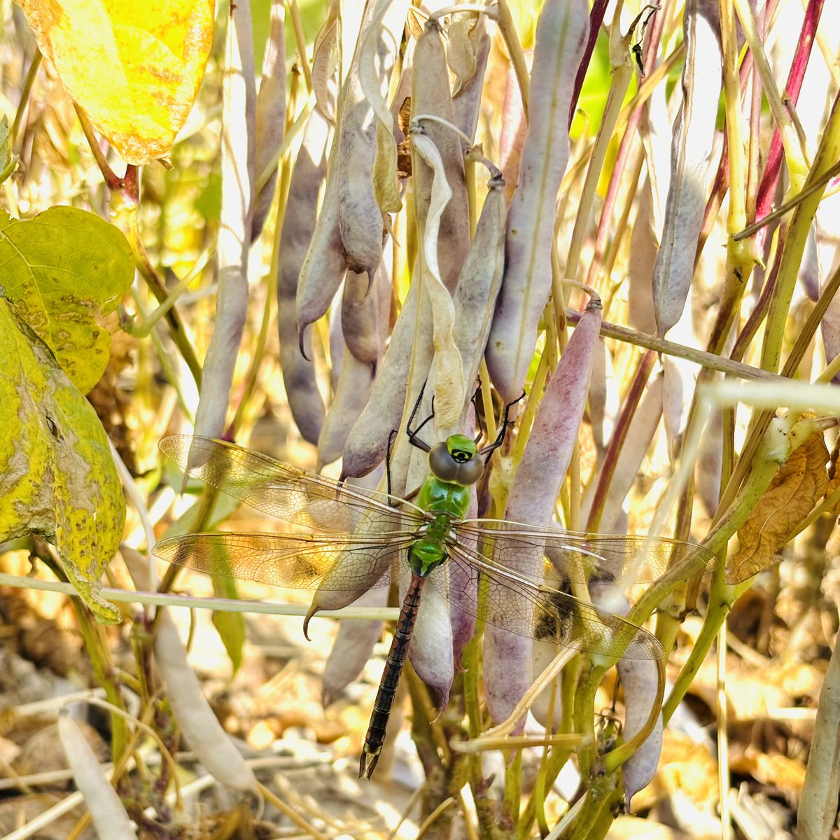 Meagan Ioi CCA-ON tweet media