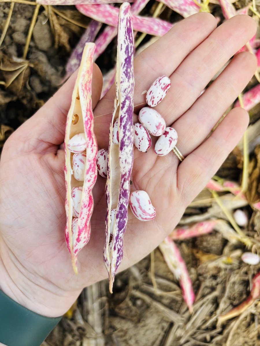 Meagan Ioi CCA-ON tweet media