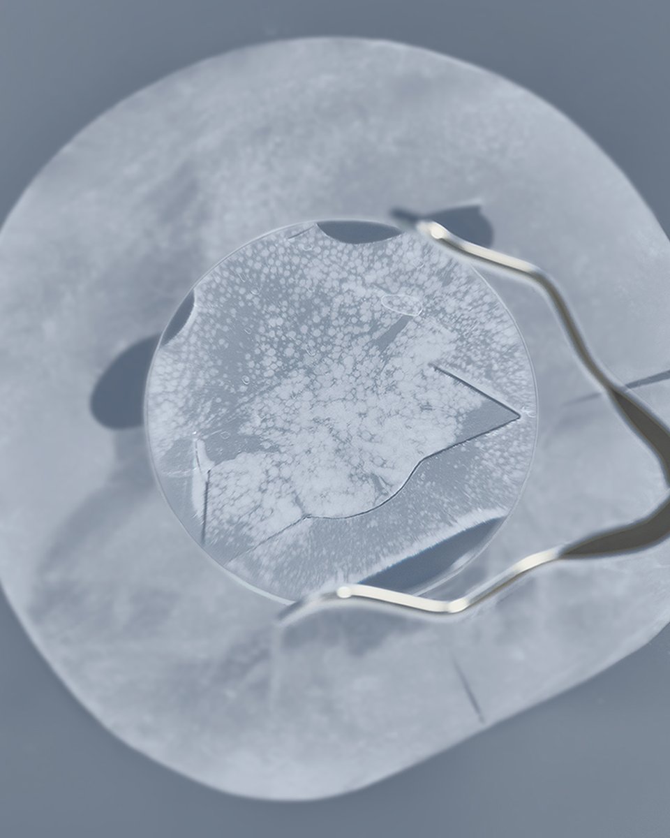 프롬리에 tweet media
