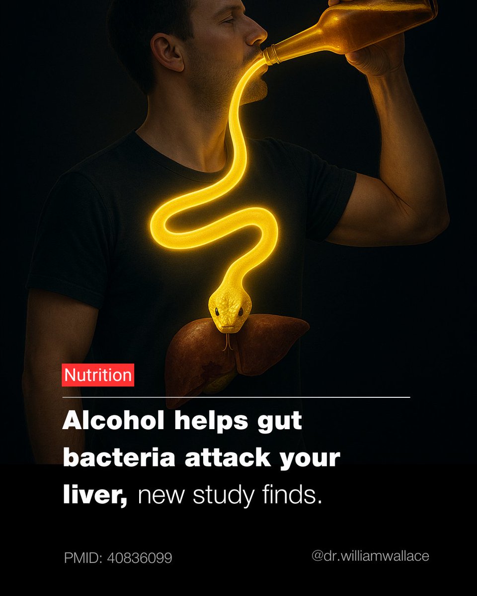 WilliamWallace's tweet photo. Excessive alcohol consumption is a leading cause of liver disease and liver transplantation. Yet the exact mechanisms behind why alcohol accelerates liver damage have remained incompletely understood.

A 2025 study in Nature (PMID: 40836099) demonstrated a gut–liver pathway that helps explain this vulnerability. Researchers found that chronic alcohol use downregulated the muscarinic acetylcholine receptor M4 (mAChR4) in the small intestine. This impaired the ability of goblet cells to form goblet cell–associated antigen passages (GAPs), specialized structures that train immune cells to recognize and control gut microbes.

Without GAPs, gut bacteria translocated into the liver, where they worsened alcohol-induced injury. In both human biopsies and mouse models, alcohol reduced mAChR4 expression and disrupted antimicrobial defenses, leading to unchecked bacterial infiltration.

Findings:
✳️ Alcohol → ↓ mAChR4 → ↓ GAP formation → impaired antimicrobial immunity
✳️ Bacterial leakage from the gut into the liver worsened alcoholl-induced steatohepatitis
✳️ Restoring GAPs signaling reactivated immune defenses and blunted bacterial translocation
✳️ In mouse models, directly stimulating mAChR4 in goblet cells was sufficient to protect against ethanol-induced liver damage

Limitations: These results come primarily from preclinical models, with human data limited to small biopsy sets. No therapeutic targeting of mAChR4 or gp130 has yet been tested in clinical trials for alcohol-associated liver disease.

Chronic alcohol use disables a gut immune “gatekeeper,” allowing bacteria to invade the liver and worsen damage. Restoring this defense, via mAChR4 or gp130 pathways, may offer a new therapeutic approach for alcohol-associated liver disease.