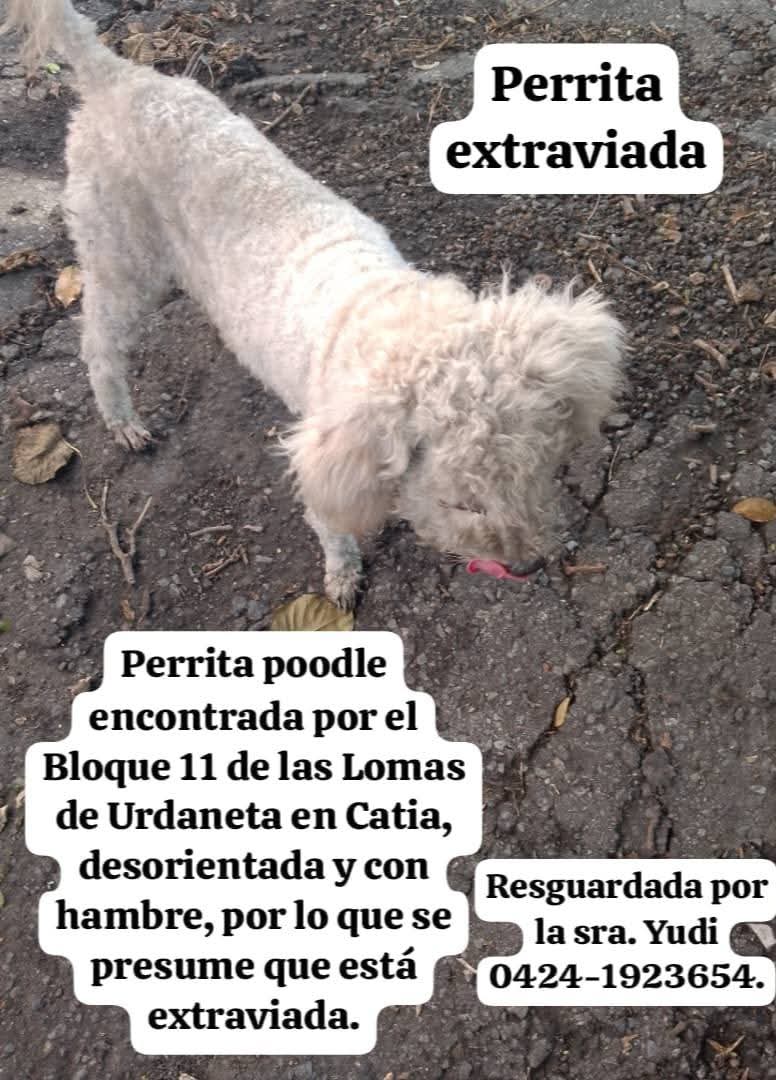 Perrita que se presume está EXTRAVIADA en Lomas de Urdaneta, Catia Caracas