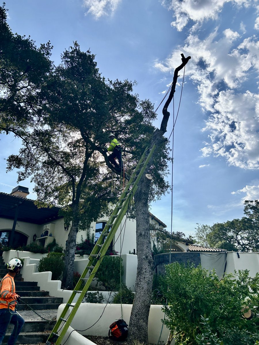 TwinCities_Tree's tweet image. With storm season approaching, now is the time to protect your property and loved ones from falling branches.

Book your tree service today and stay ahead of the storm.

Professional • Safe • Reliable

#TwinCitiesTreeService #StormPrep #TreeCareExperts