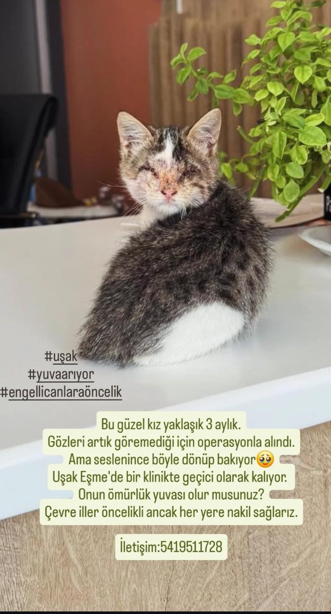 Keşkem de yuvası olsaymıç!